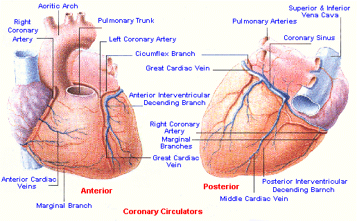 Cardiac Vessels